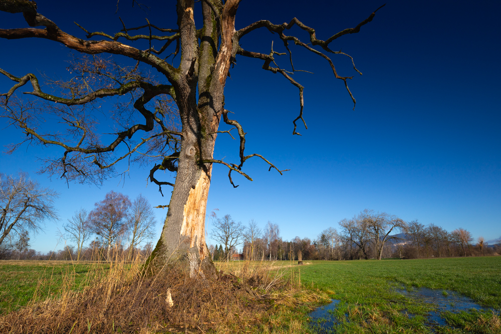 Lauteracherried im Jänner 6